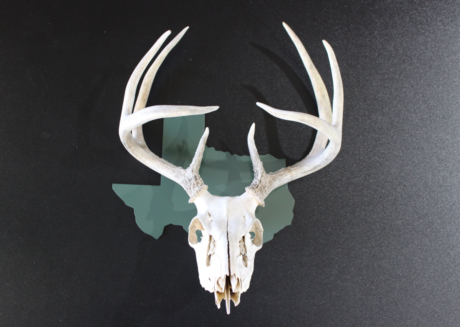 Texas Deer Skull Mount