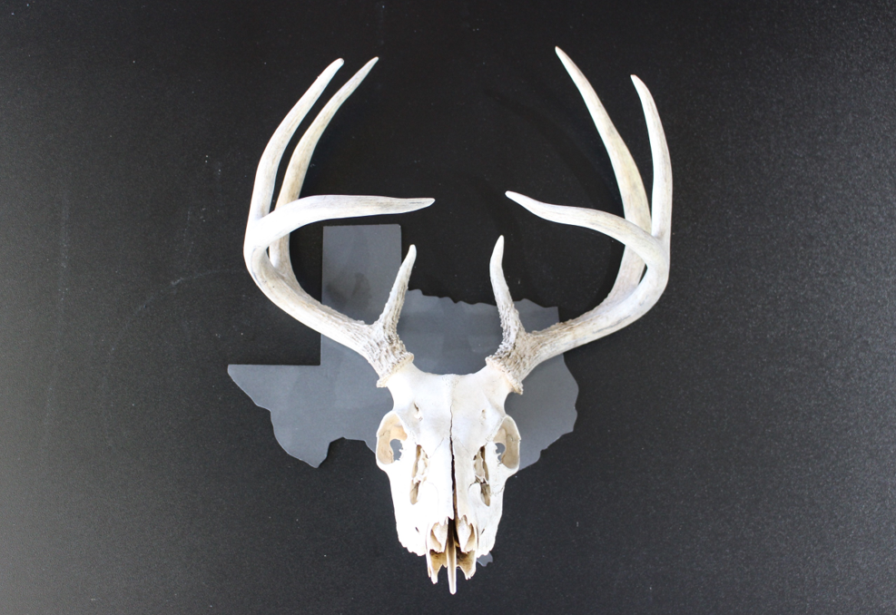 Texas Deer Skull Mount