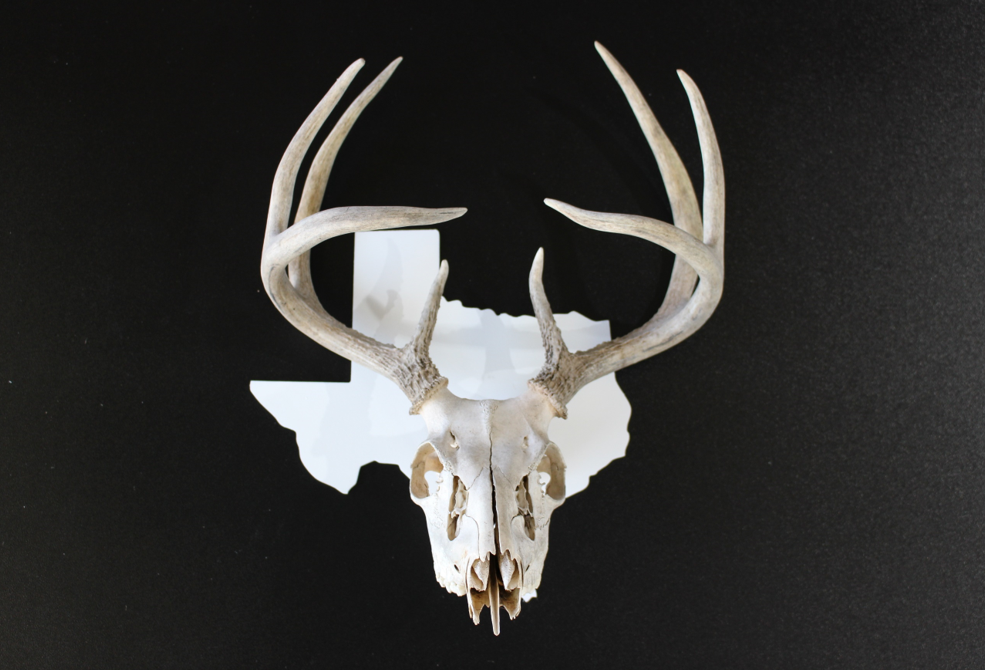 Texas Deer Skull Mount